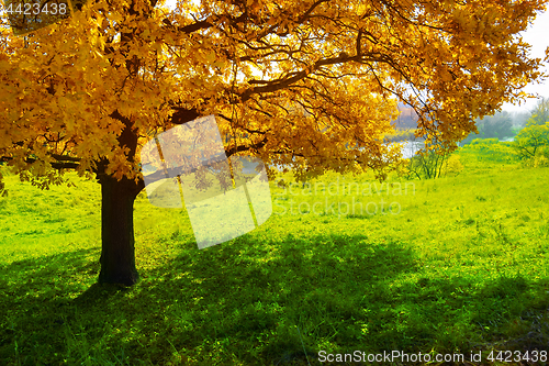 Image of Maple tree in autumn