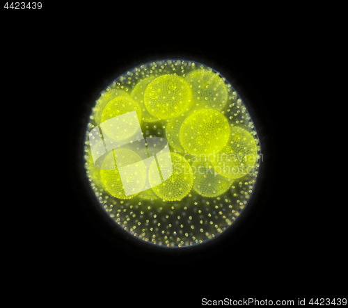 Image of Spherical colony of freshwater green algae (Volvox)