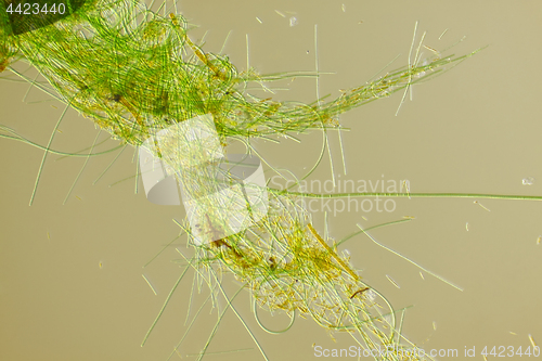 Image of Green algae filaments