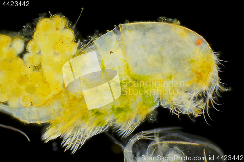 Image of Side view of Freshwater copepod (Cyclops) with eggs