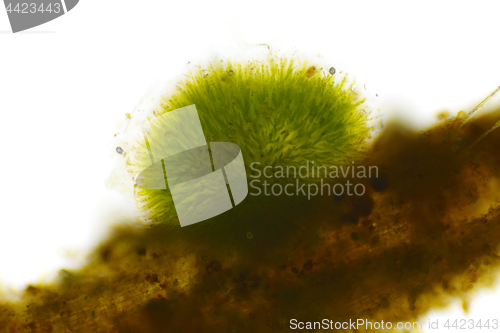 Image of Spherical colony of cyanobacteria (Gleotrichia, blue-green algae