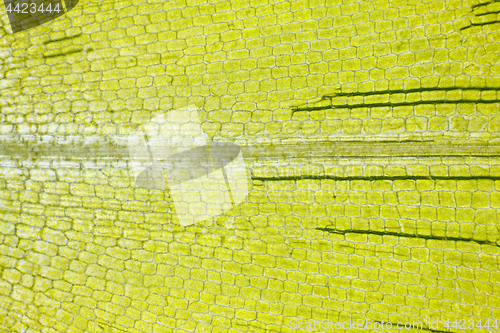 Image of Microscopic view of Canadian waterweed (Elodea canadensis) leaf