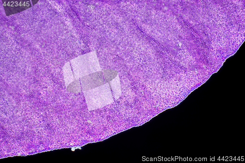 Image of Microscopic view of flower petal edge