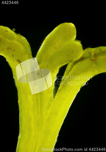 Image of Microscopic view of Euphorbia flower pistil