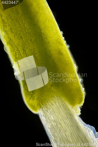 Image of Microscopic view of flower stamen