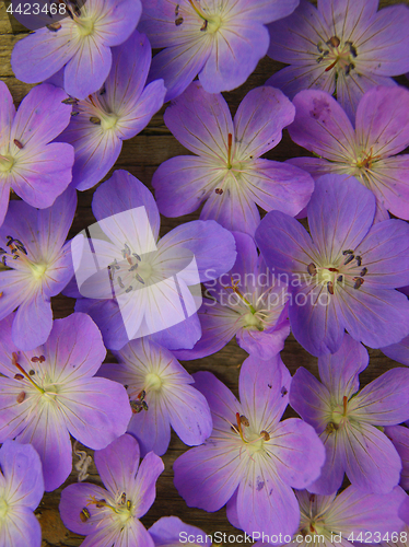 Image of Background from flower