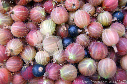 Image of Collected berries of the gooseberry