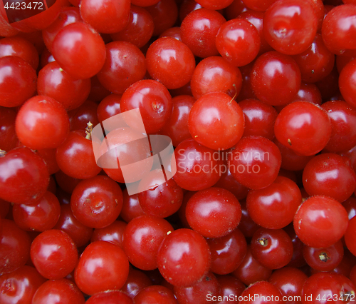 Image of Berries cherry ripe