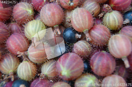 Image of Berries of the gooseberry background