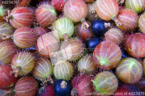 Image of Berries of the gooseberry much
