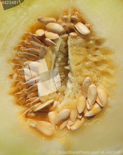 Image of Pulp of the vegetable melon