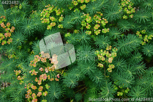 Image of Green herb background