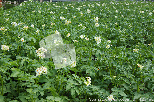 Image of Field with rising potatoes