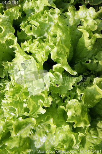 Image of Green salad much