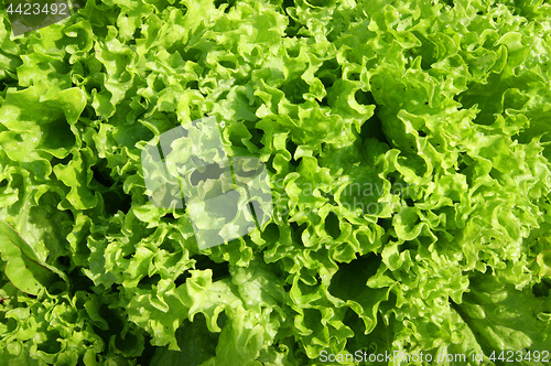 Image of Green salad background