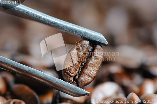 Image of roasted coffee beans macro with tweezer