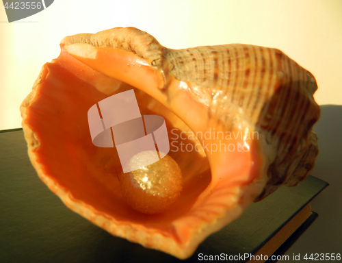Image of Pearl