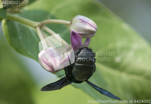 Image of Xylocopa valga or carpenter bee on Apple of Sodom flowers