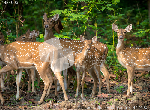 Image of Sika or spotted deers herd in the jungle