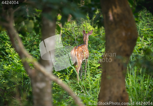 Image of spotted or sika deer in the jungle