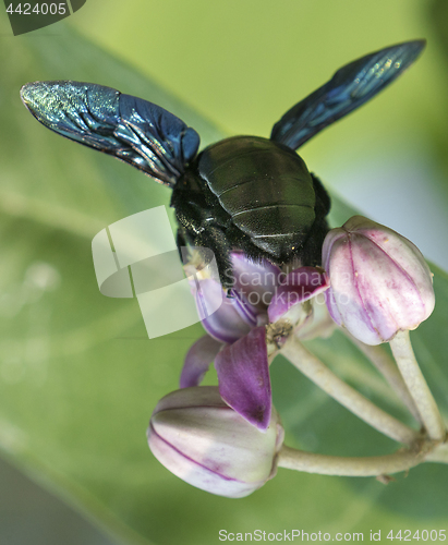 Image of Xylocopa valga or carpenter bee on Apple of Sodom flowers