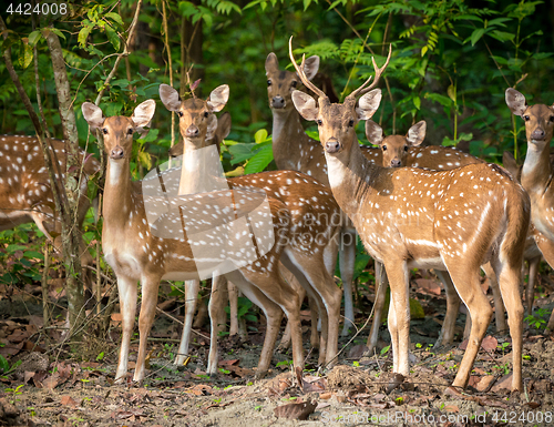 Image of Sika or spotted deers herd in the jungle