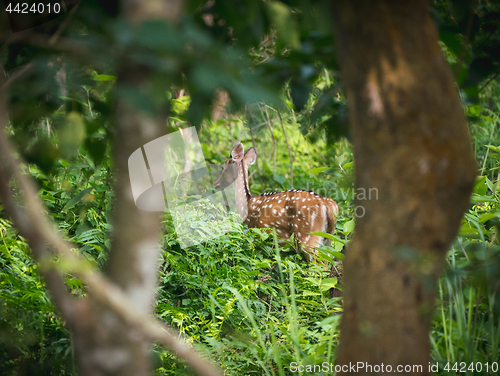 Image of spotted or sika deer in the jungle