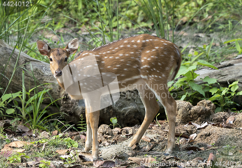 Image of spotted or sika deer in the jungle