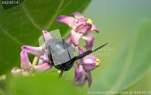 Image of Xylocopa valga or carpenter bee on Apple of Sodom flowers