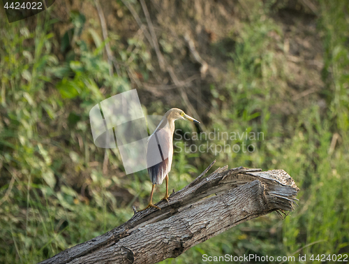 Image of Indian pond heron or paddybird, Ardeola grayii 