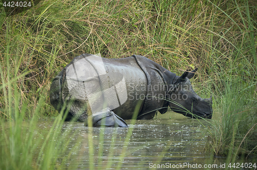 Image of Indian rhinoceros or Rhinoceros unicornis with cub in a swamp