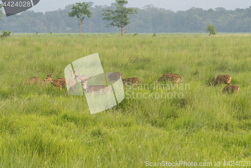 Image of Sika or dappled deers in the wild