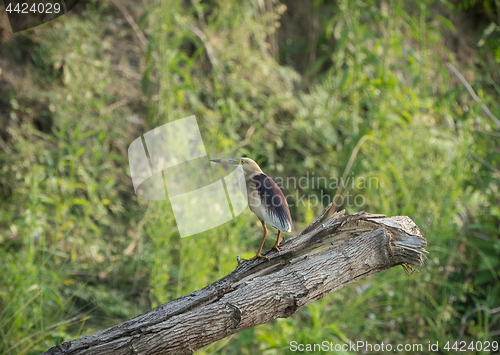 Image of Indian pond heron or paddybird, Ardeola grayii 