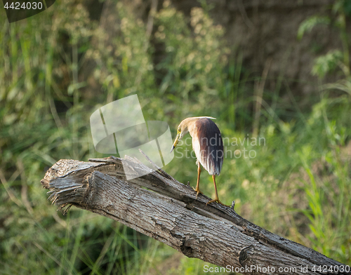 Image of Indian pond heron or paddybird, Ardeola grayii 