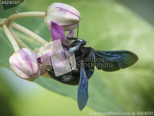 Image of Xylocopa valga or carpenter bee on Apple of Sodom flowers