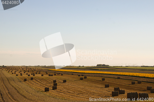 Image of Hay rolls on the field