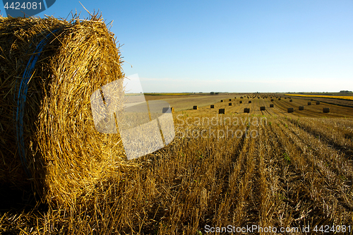 Image of Hay roll on the field
