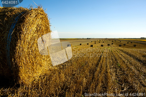 Image of Hay roll on the field