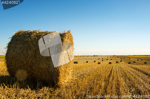 Image of Hay roll on the field