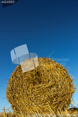 Image of Hay roll from low angle