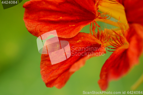 Image of Red nasturtium flower abstract macro