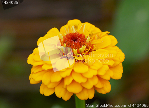 Image of Bright yellow zinnia flower macro
