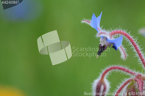 Image of Pale blue borage flower macro