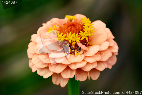 Image of Zinnia flower with peach-coloured petals macro