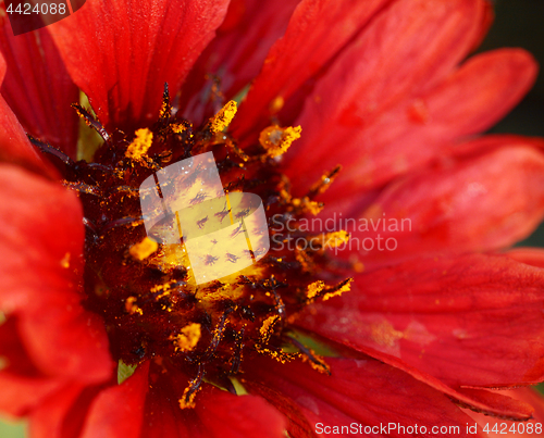 Image of Macro of red blanket flower