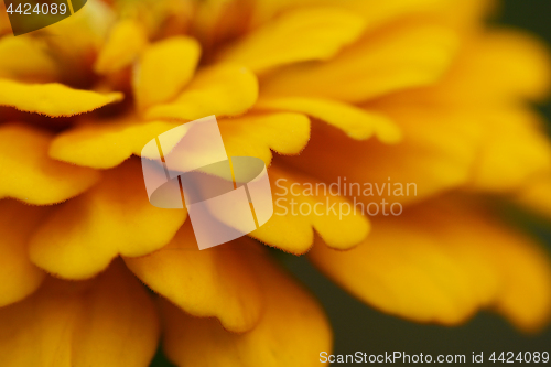 Image of Yellow zinnia flower abstract macro