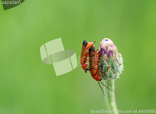 Image of Two red common soldier beetles macro