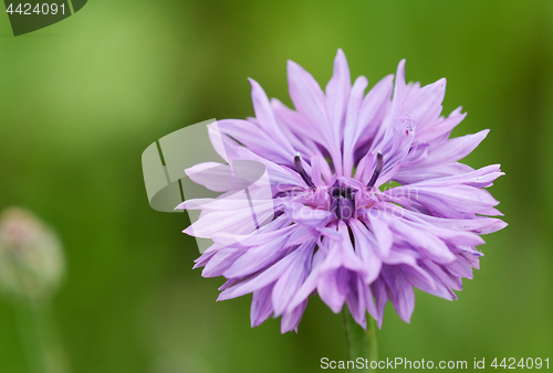 Image of Lilac cornflower macro