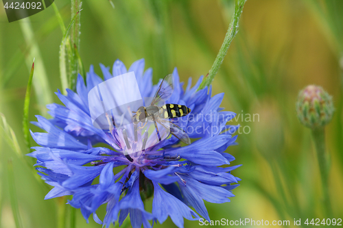 Image of Hoverfly on a blue cornflower 