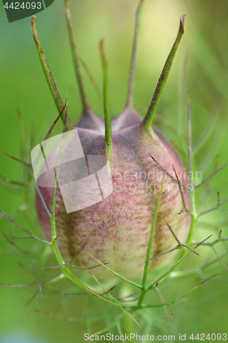 Image of Love-in-a-mist seed head macro